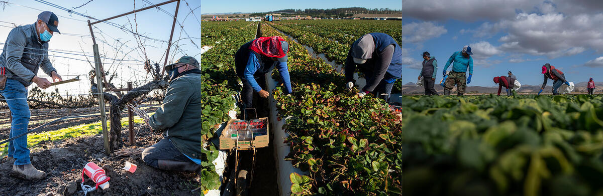 Agricultural workers tend to a grape vine, pick strawberries, and harvest spinach