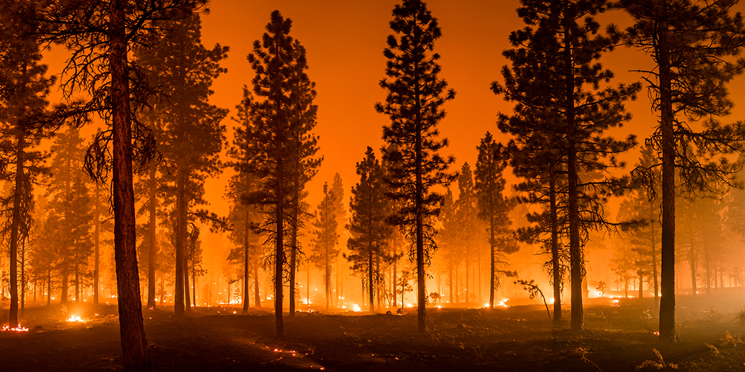 Wildfire in forest